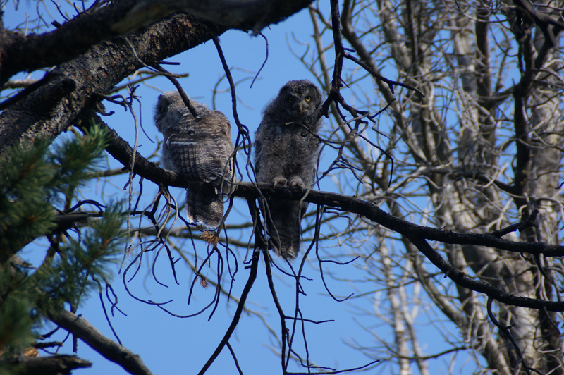 Owls watching over our campsite in the Winds.