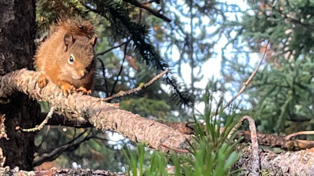 Squirrel_wildlife_nationalparks