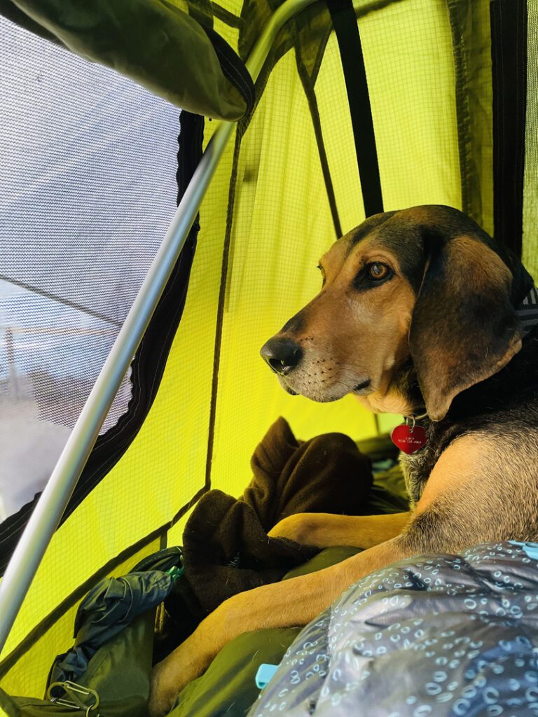 Camping with dogs mammoth road trip