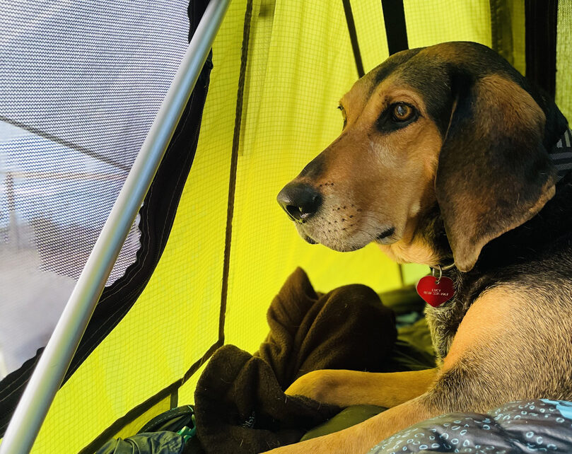 Camping with dogs at San Elijo campground