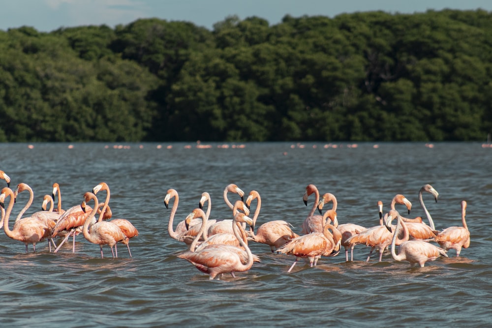 travel to merida flamingos celestun yucatan