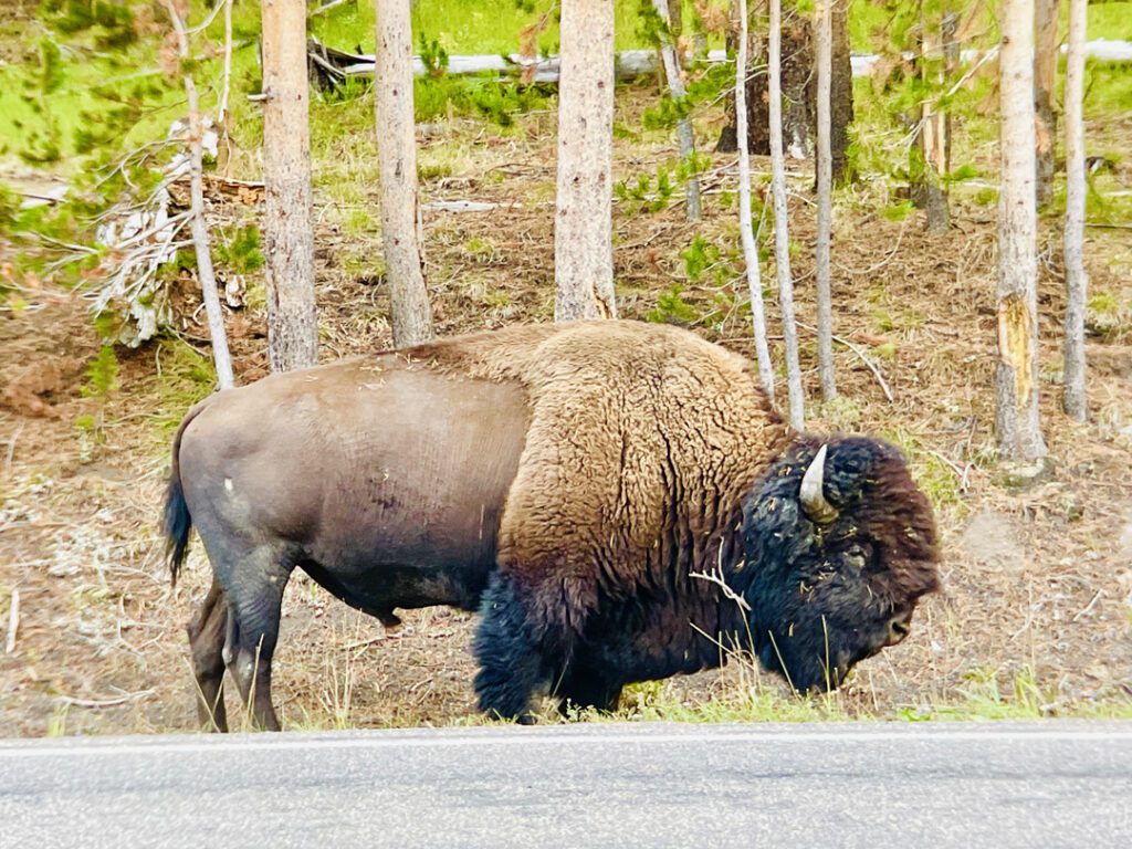 yellowstone national park bison buffalo