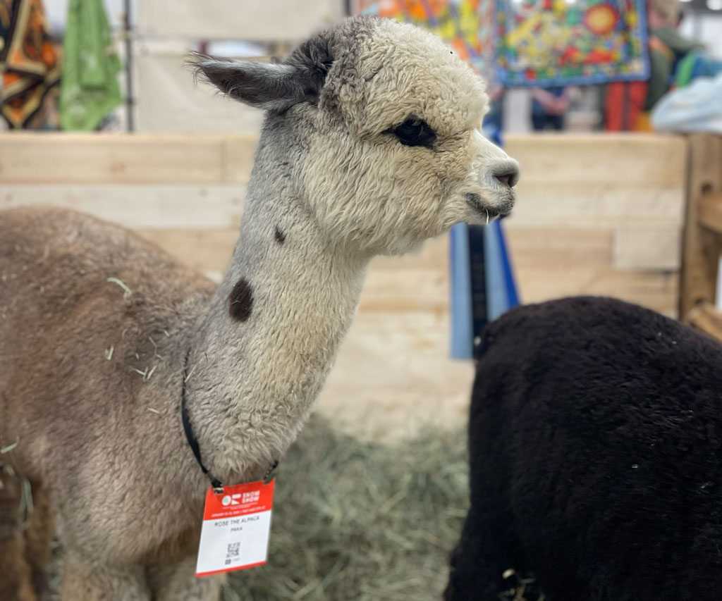 alpacas at Paka Booth Outdoor Retailer Tradeshow