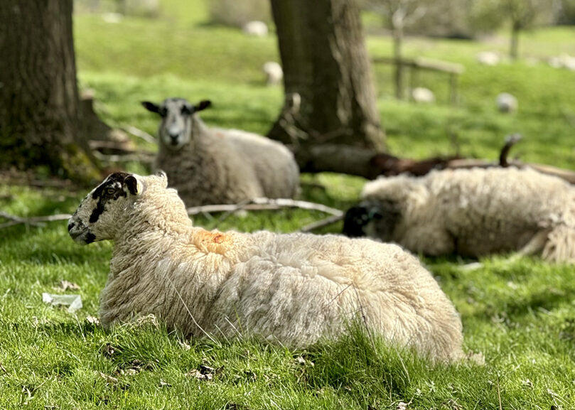 wrexham wales sheep