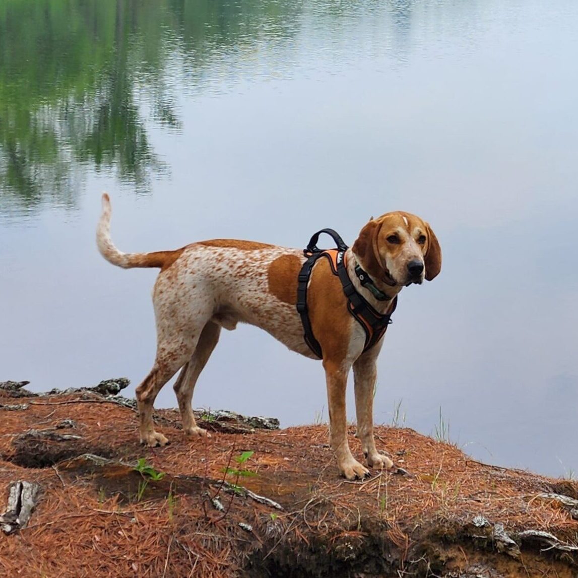 coonhound companions senior dog