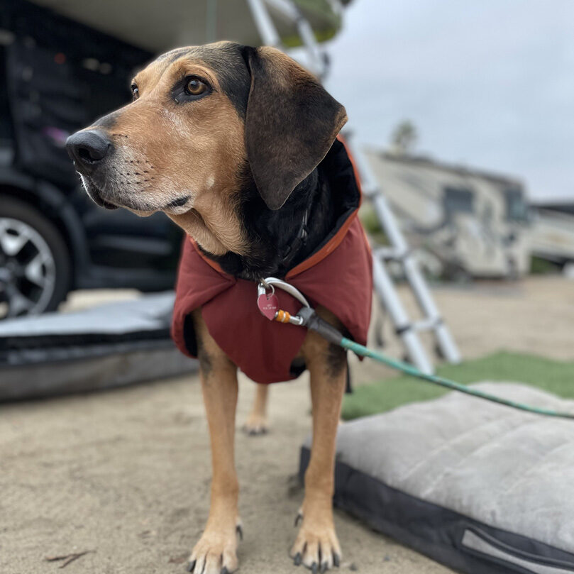 coonhound companions