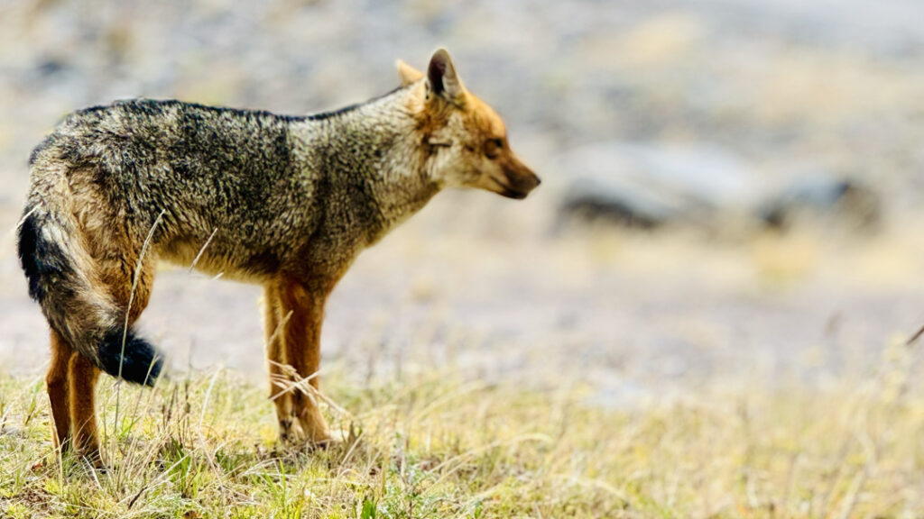 Andean fox- best outdoor activities in Ecuador