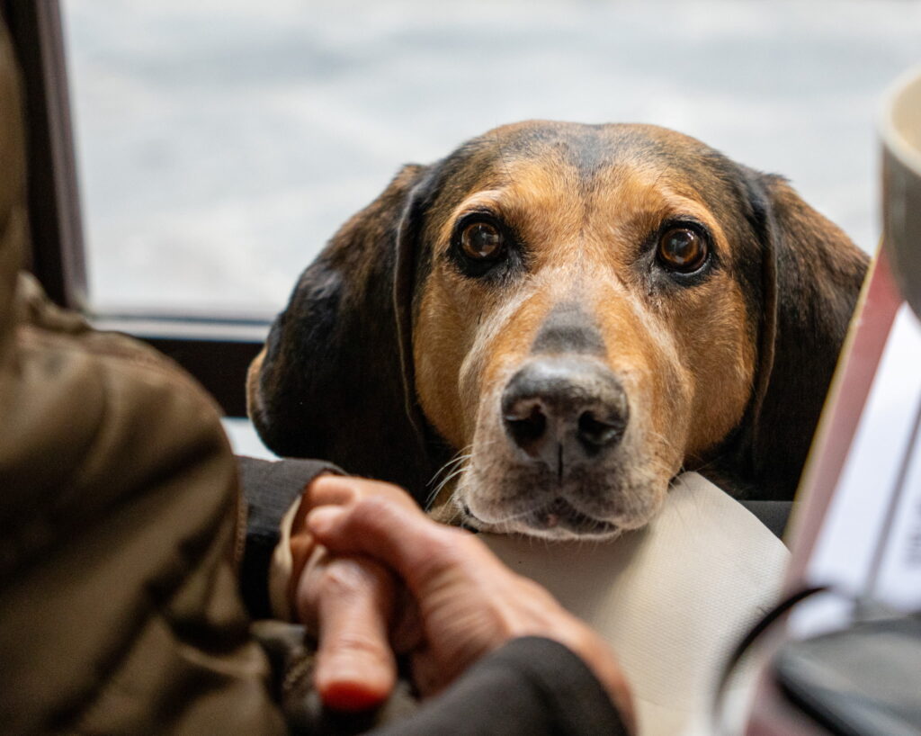pet-friendly travel moving to europe with a dog