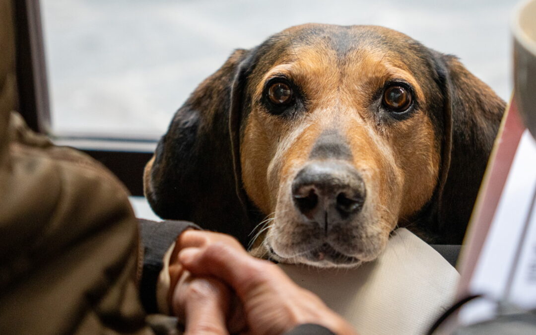 Moving to Europe with a Dog: 8 Essential Steps for Stress-Free Pet Travel