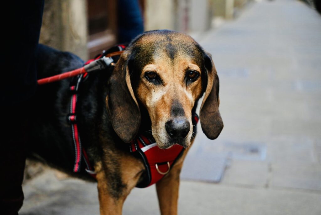 pet-friendly travel moving to europe with a dog